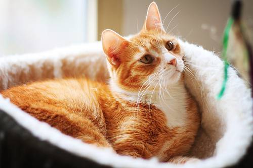 可爱猫咪居家呆萌生活照