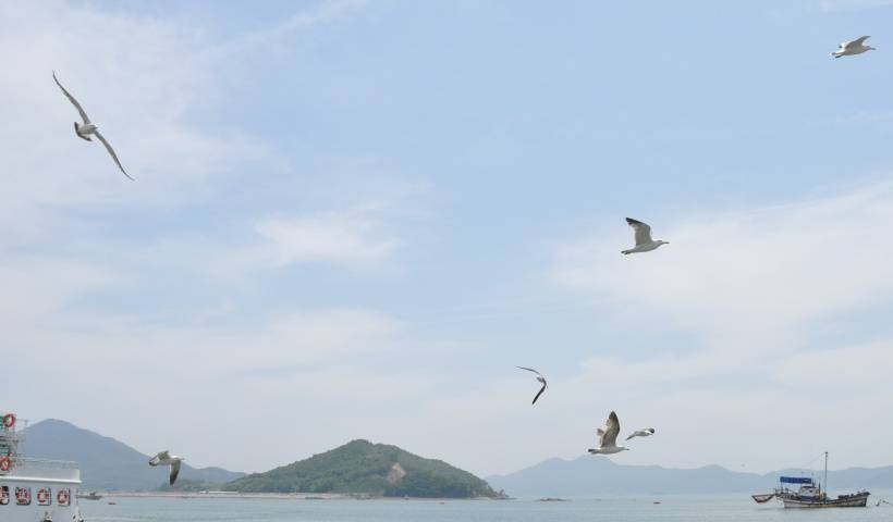 海鸥唯美高清图片