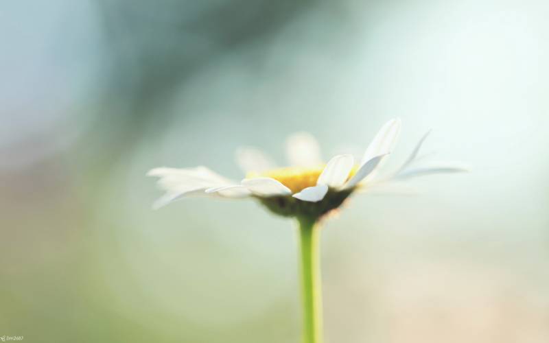 微观自然之春暖花开摄影组图