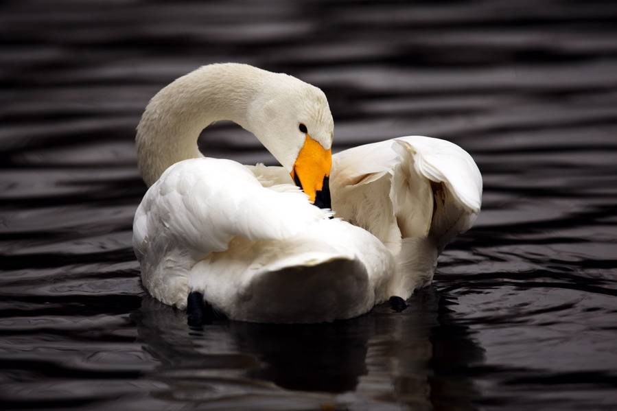 白天鹅图片唯美优雅姿态