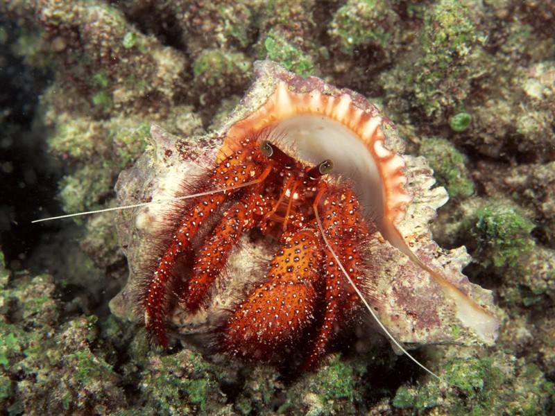 海洋世界里那些千奇百怪的海洋生物