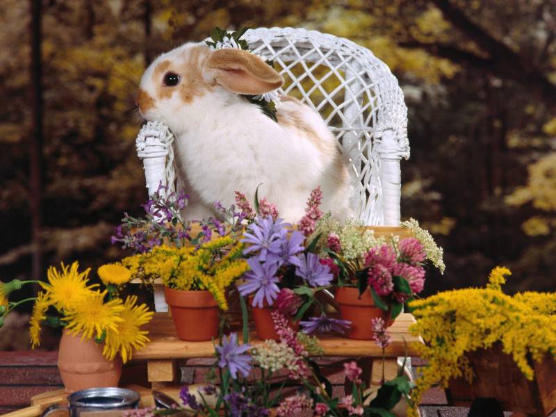 可爱的兔子唯美图片