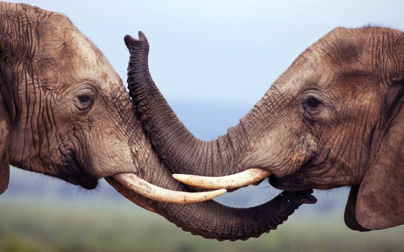 非洲野外野生动物精美高清图集