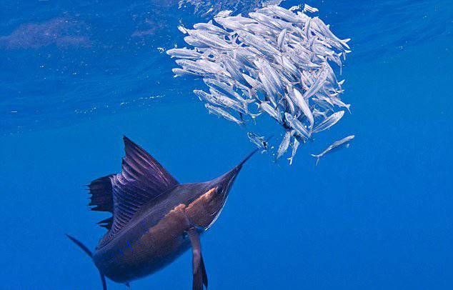 游速最快的鱼类旗鱼的图片