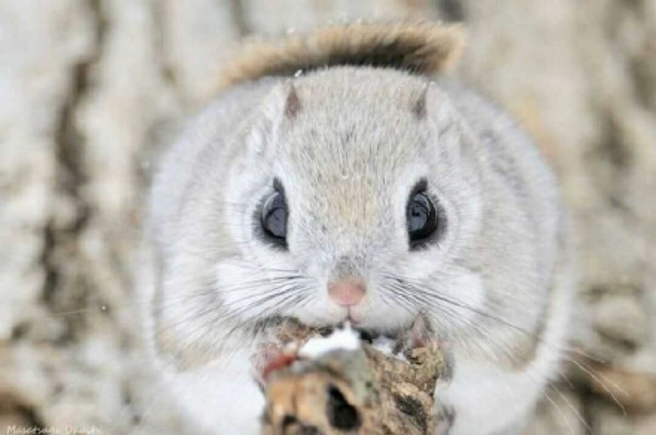 圆滚滚的动物日本小鼯鼠图片