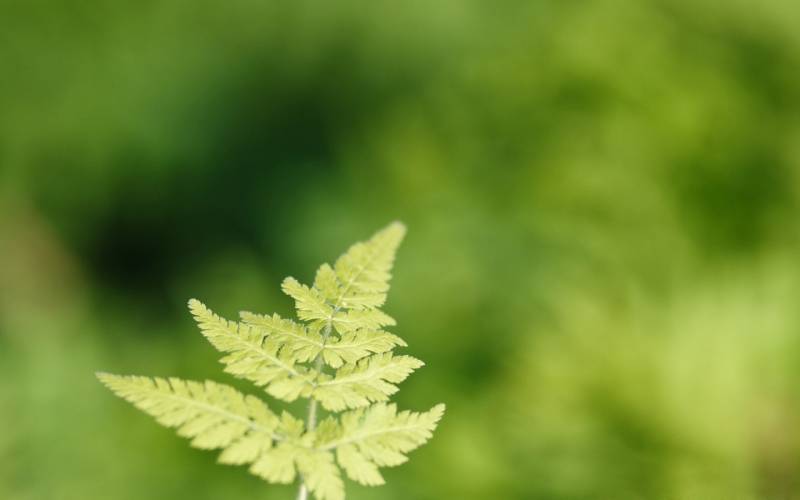 绿色清新自然风景壁纸赏析