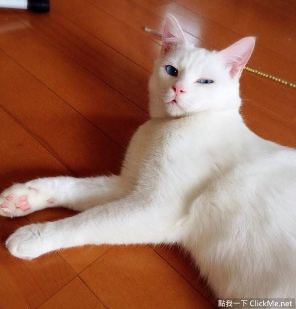 蓝眼白猫躺在地上的图片