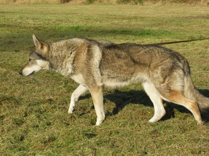 草地休闲散步的捷克狼犬图片