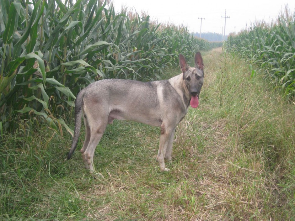 中华狼青犬田园嬉戏玩耍图片