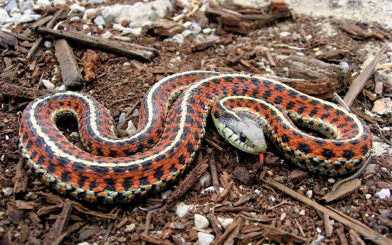 色彩斑斓的蛇类高清晰组图