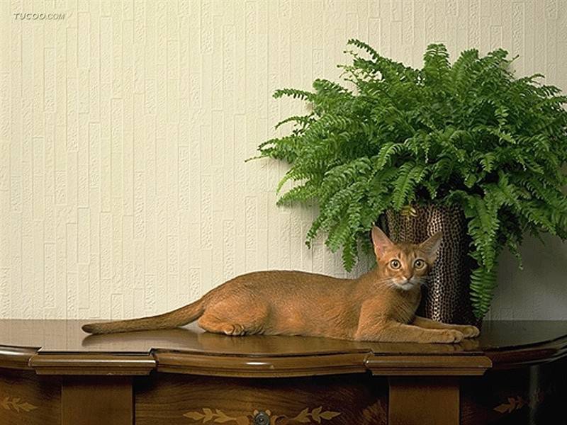 古灵精怪的小猫图片