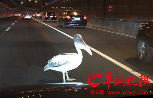 “淡定鸟”夜闯广州内环路 过路司机纷纷紧张避让(3)