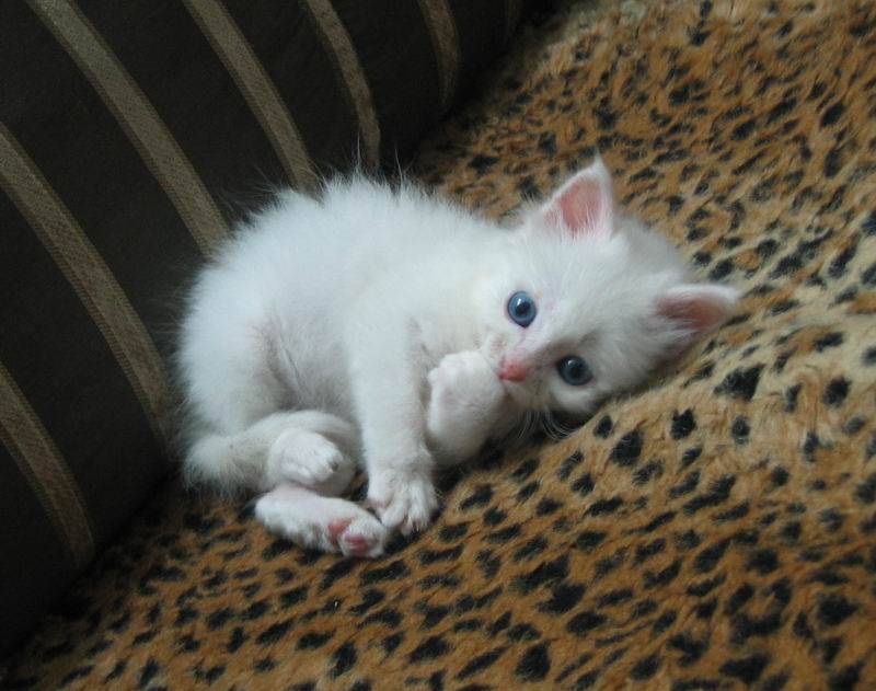 萌蓝眼白猫幼崽图片欣赏