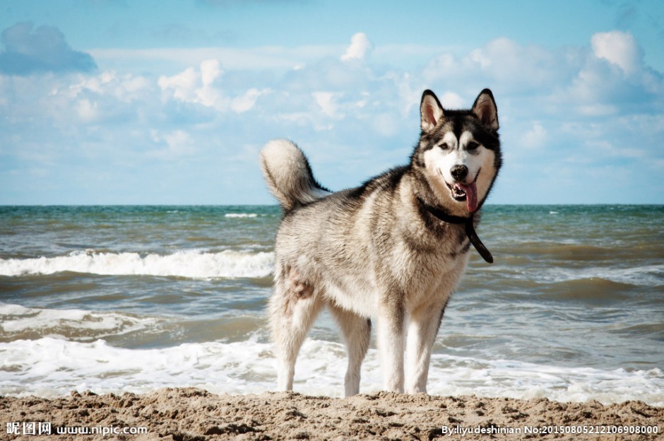 海边的成年阿拉斯加犬图片