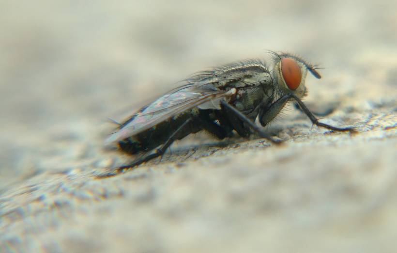 小昆虫苍蝇高清图片