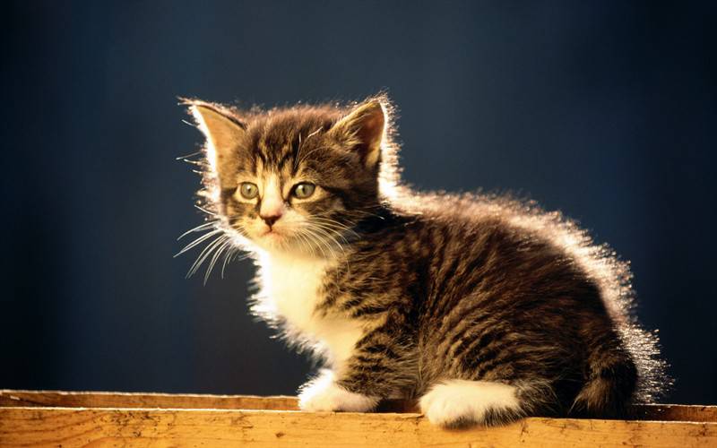 可爱小猫咪高清动物图片特写