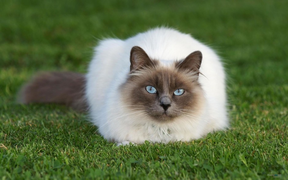 相貌迷人的长毛暹罗猫图片