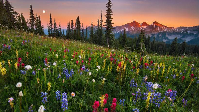 唯美花海风景图片高清壁纸精选