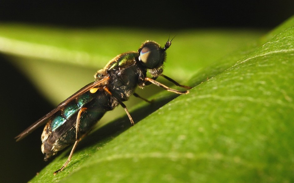 恋爱中的苍蝇精美图片