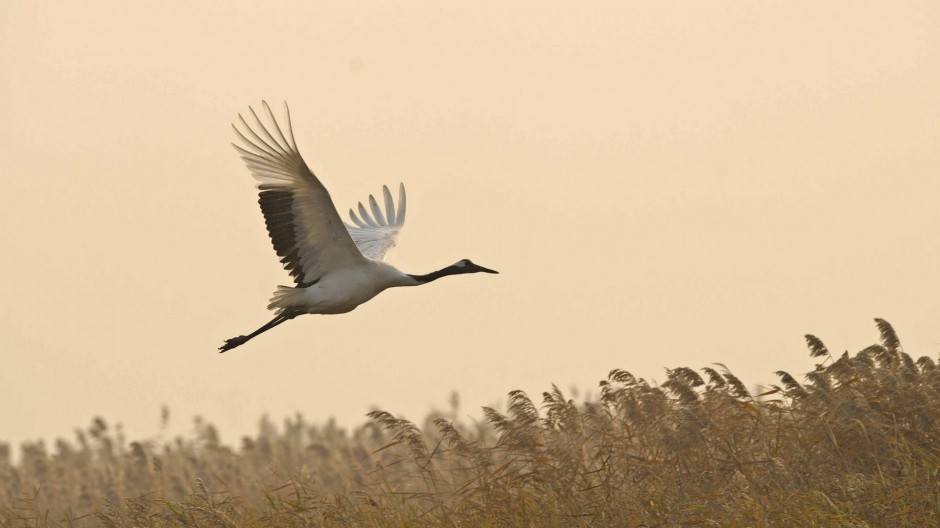 美丽的丹顶鹤图片姿态优雅