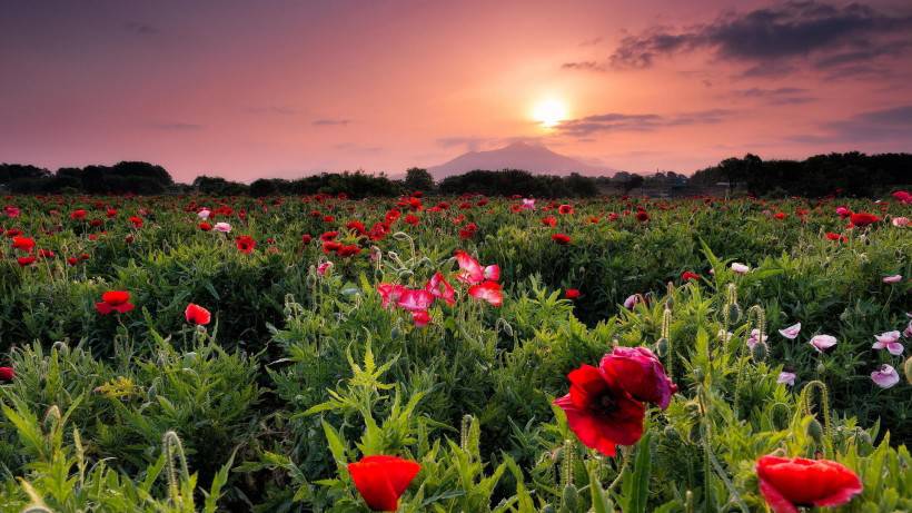 唯美花海风景图片高清壁纸精选