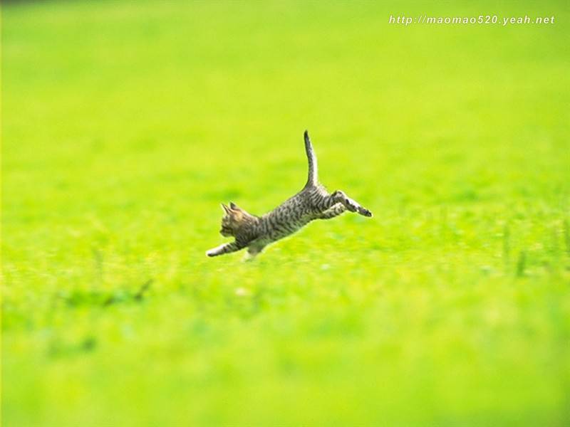 可爱小奶猫草地飞奔萌萌美图集