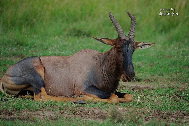 动物的奔跑者 羚羊的活跃
