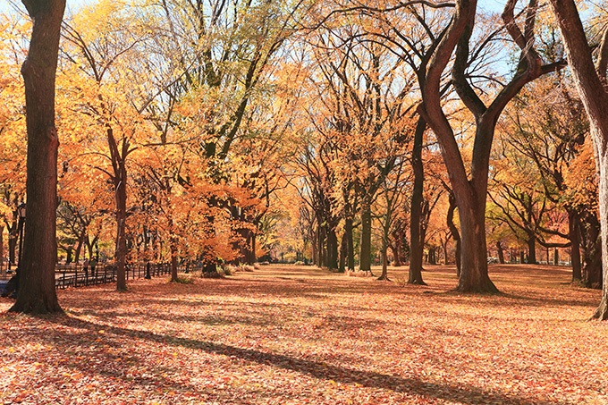 橙色调的枫树林风景图片