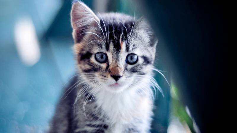 可爱灵敏的猫咪萌图