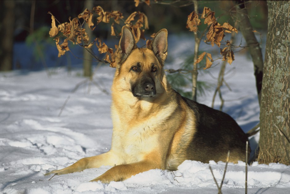 雪地上的德国牧羊犬图片欣赏