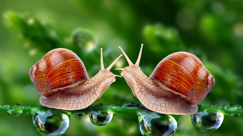 努力奋斗的蜗牛可爱动物大图