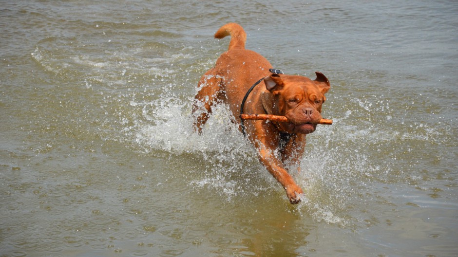 法国波尔多犬勇敢聪明图片