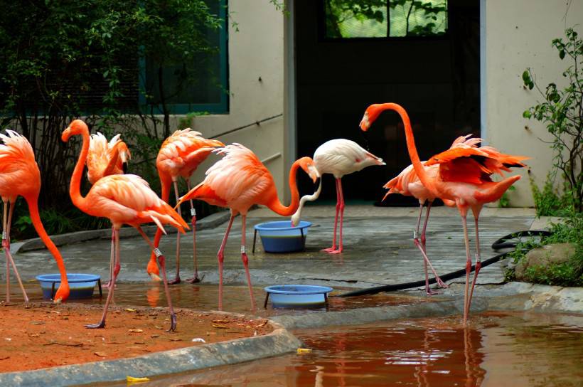 野生动物园粉红色的火烈鸟图片特写