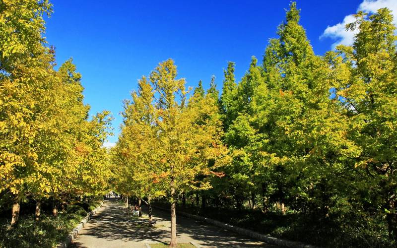 日本神户六甲山初秋迷人自然风景