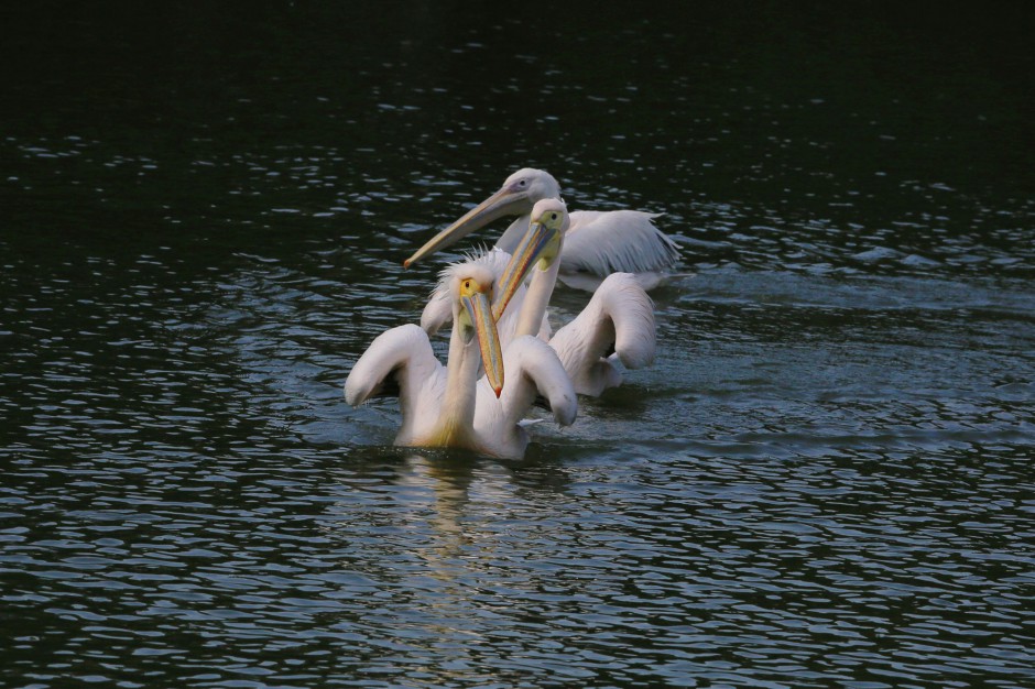 白色鹈鹕湖面静景拍摄