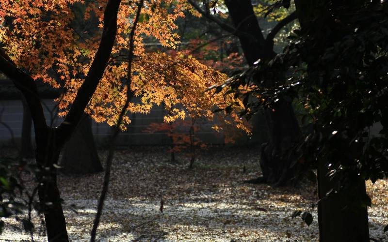 日本下鸭神社红叶高清电脑壁纸