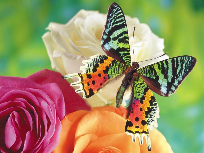 斑斓美丽的小昆虫蝴蝶图片