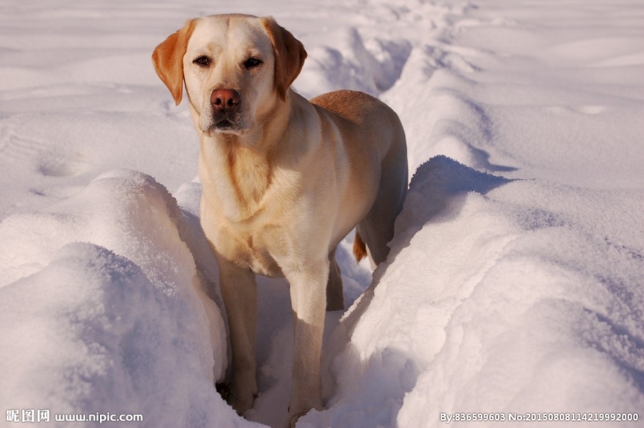 雪地中的拉布拉多犬高清图片