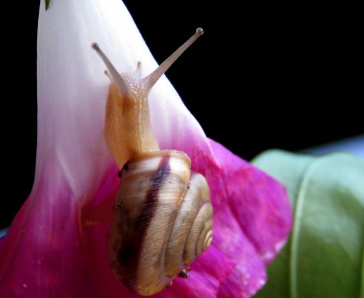 可爱小蜗牛微距特写图片