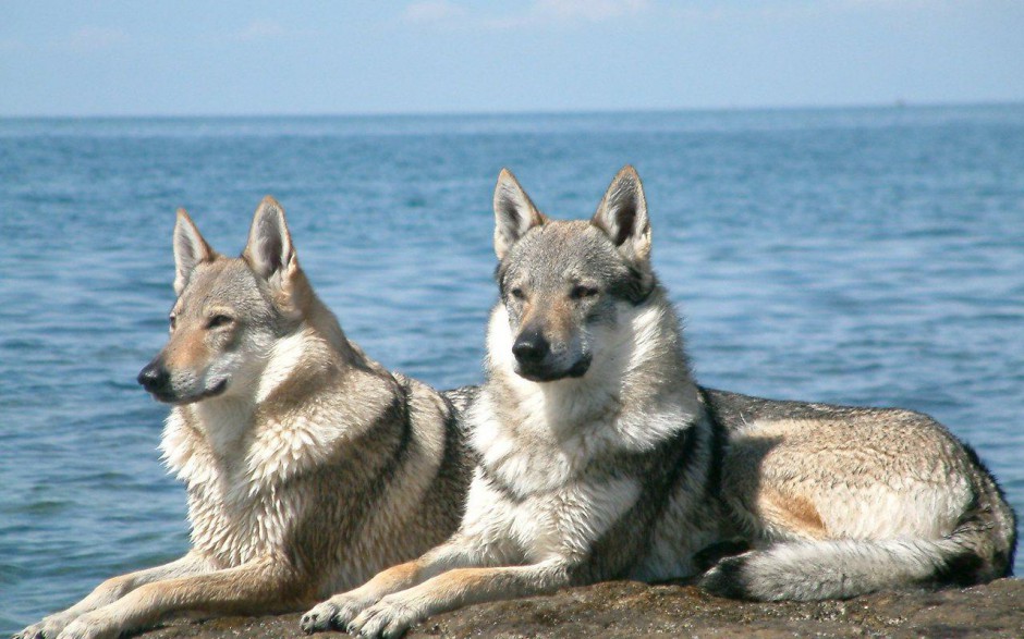 海边优雅眺望的捷克狼犬图片