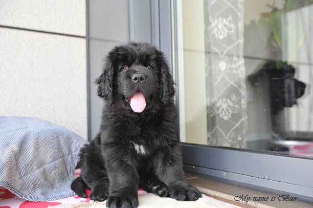 小纽芬兰犬吐舌图片可爱呆萌