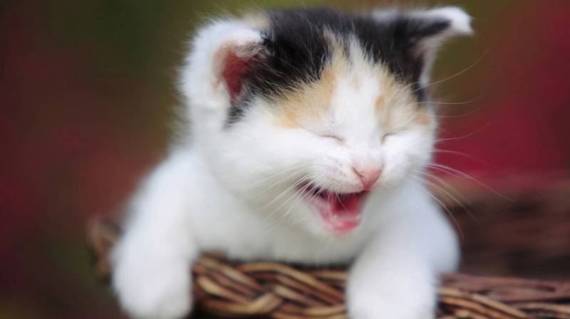 可爱灵敏的猫咪萌图