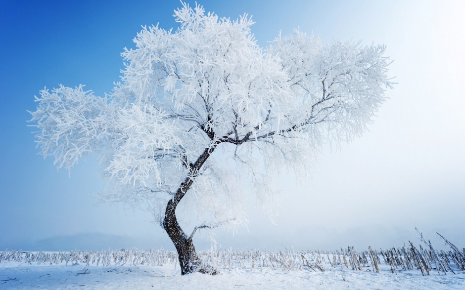 雪中的树冷色风景高清唯美摄影