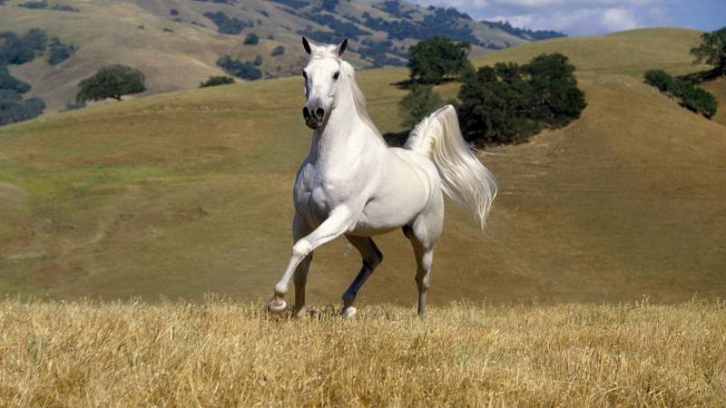 草原里的白色骏马高清精选壁纸