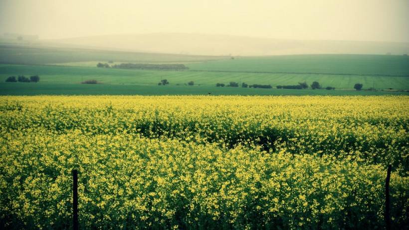 最美绿色草原风景图片壁纸