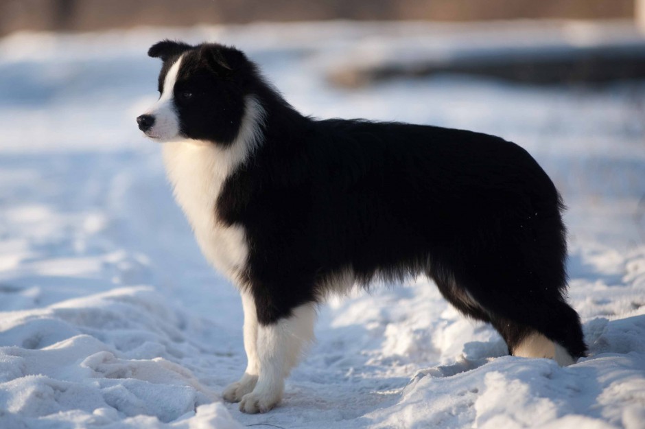 雪地上的边境牧羊犬图片欣赏