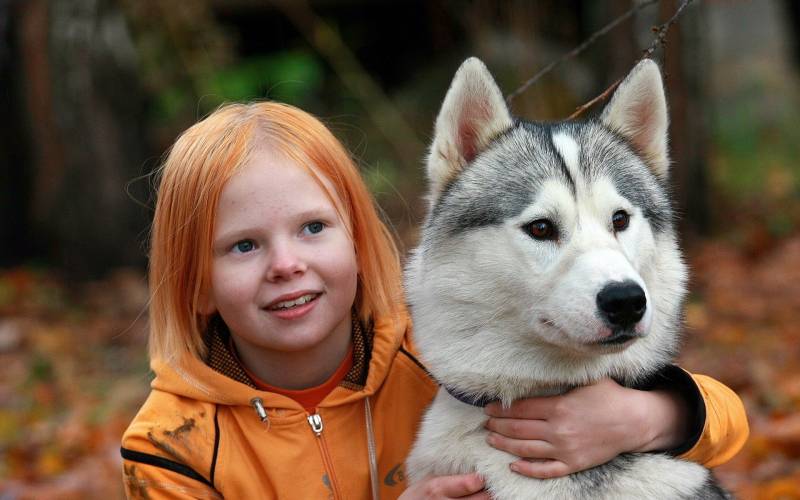 可爱的阿拉斯加雪橇犬图片