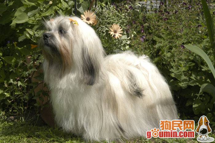 拉萨犬图片可爱造型迷人优雅
