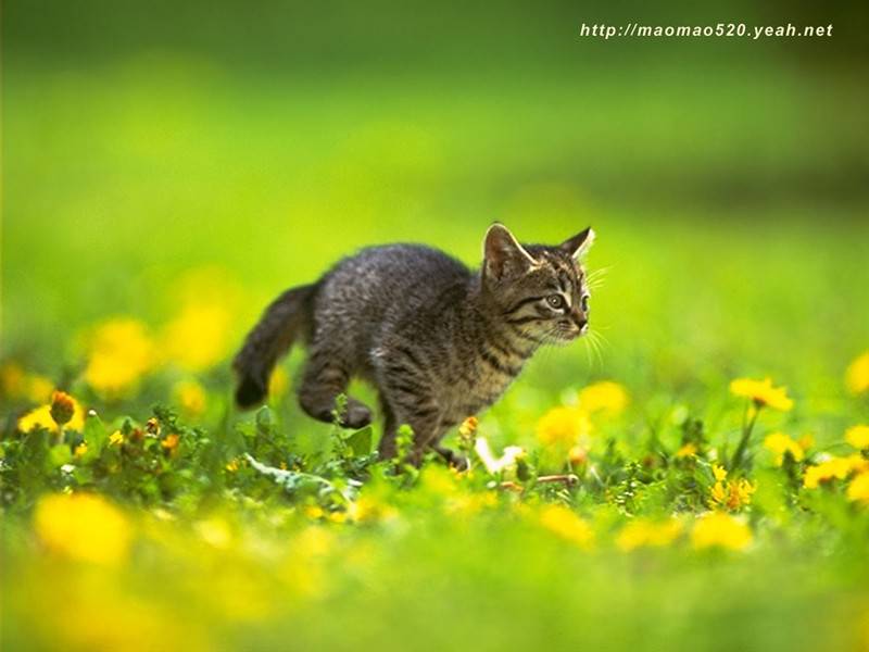 可爱小奶猫草地飞奔萌萌美图集