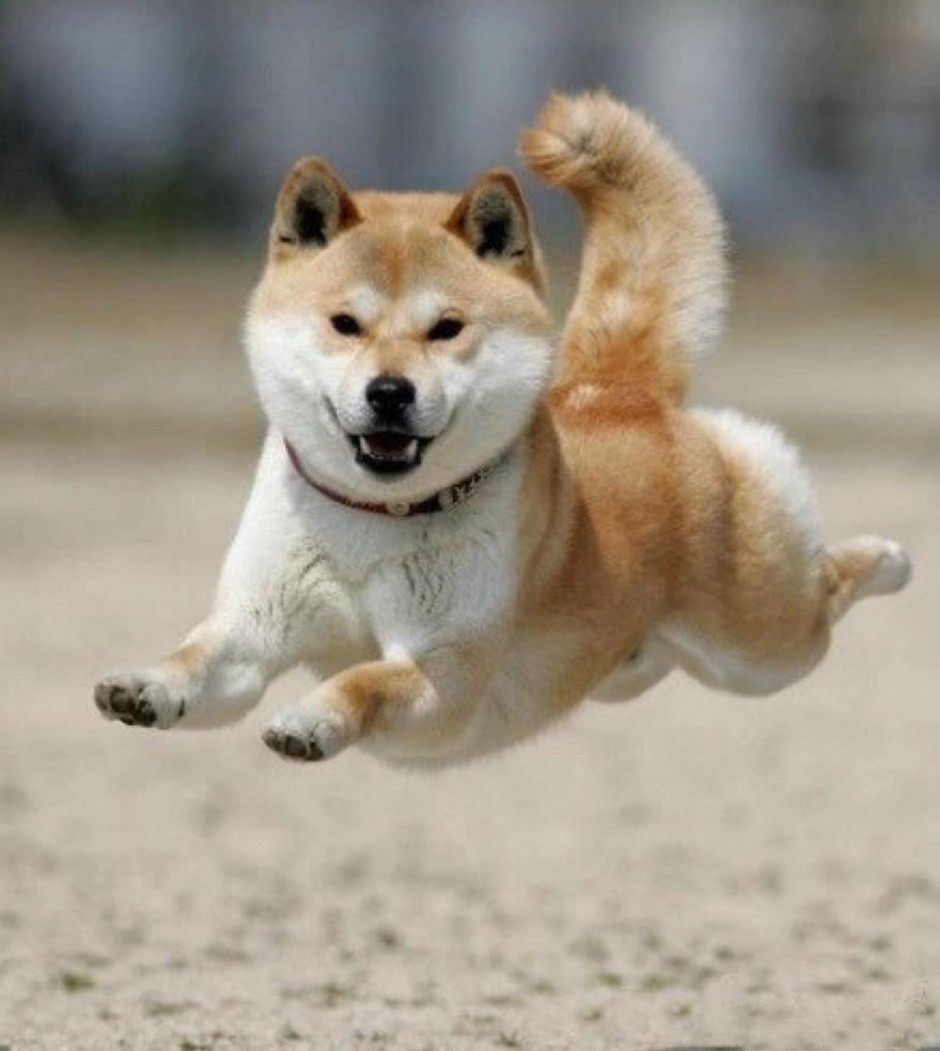 飞起来的小型秋田犬图片